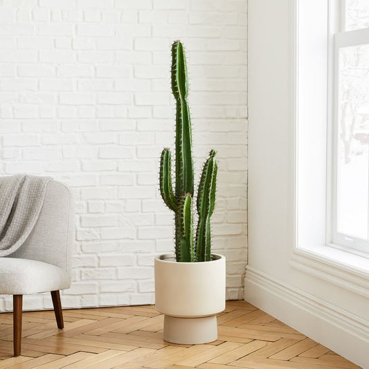 Le Cactus