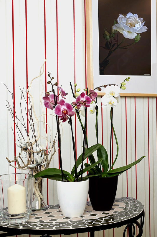L'Orchidées Phalaenopsis