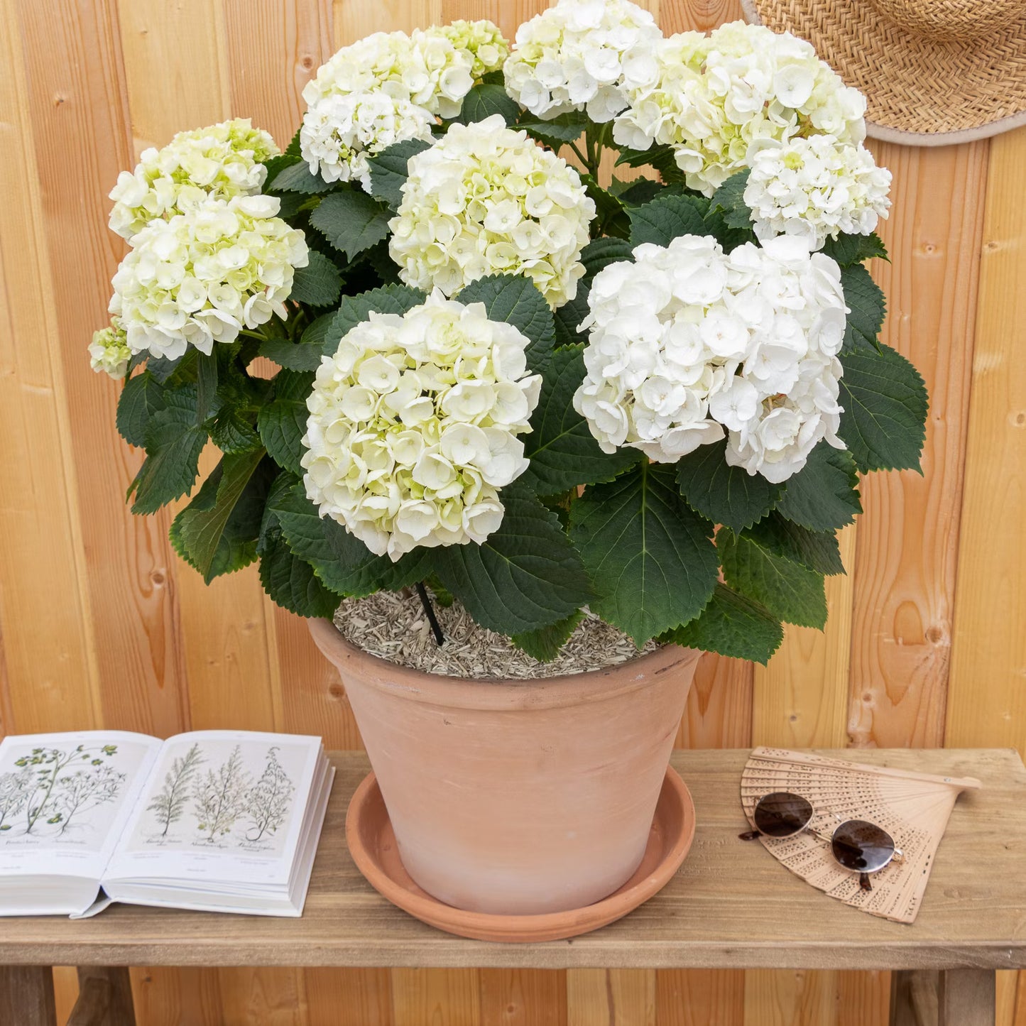 L'Hortensia