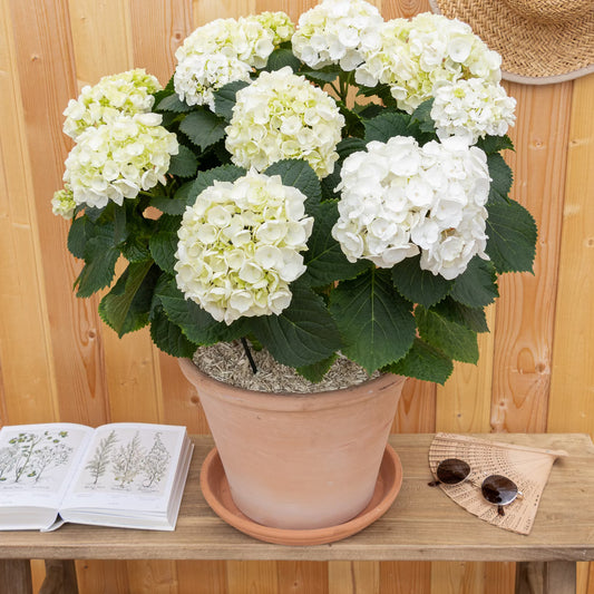 L'Hortensia